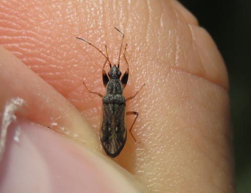 Réf. 324 955 : Paraparomius leptopoides